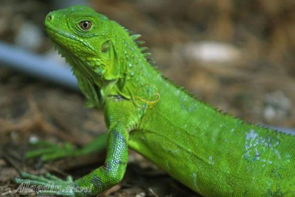 نمایشگاه خزندگان کیش | علاءالدین تراول