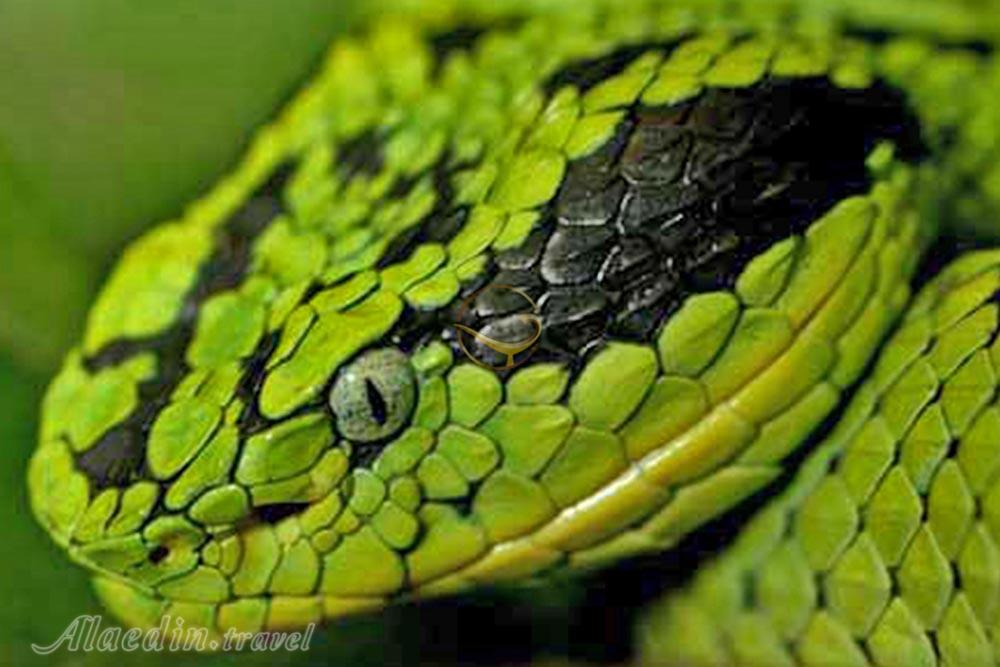 نمایشگاه خزندگان کیش | علاءالدین تراول