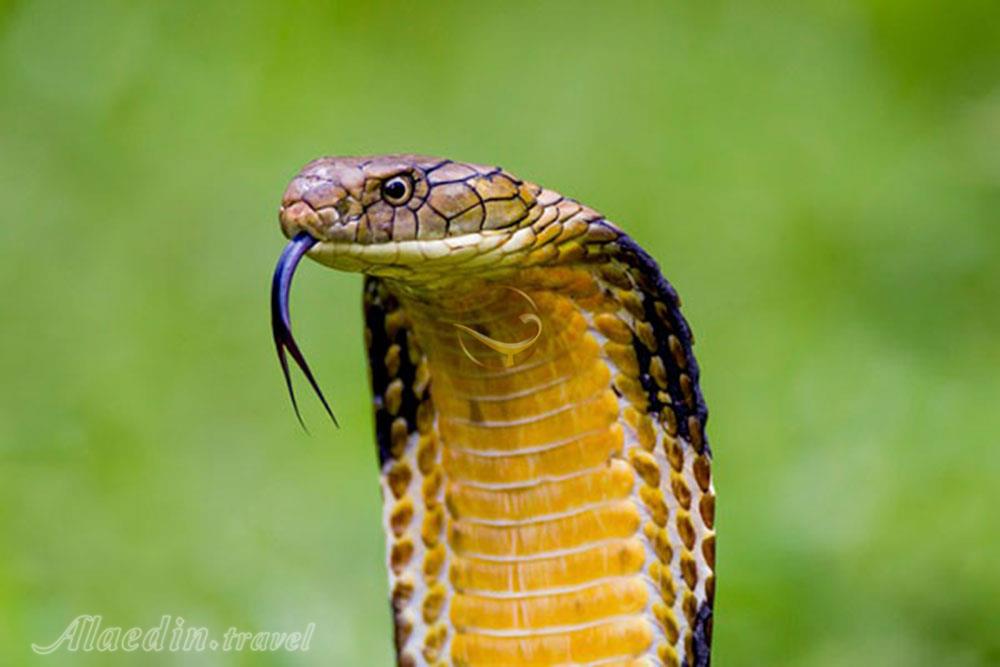 نمایشگاه خزندگان کیش | علاءالدین تراول