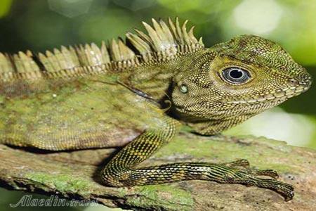 نمایشگاه خزندگان کیش