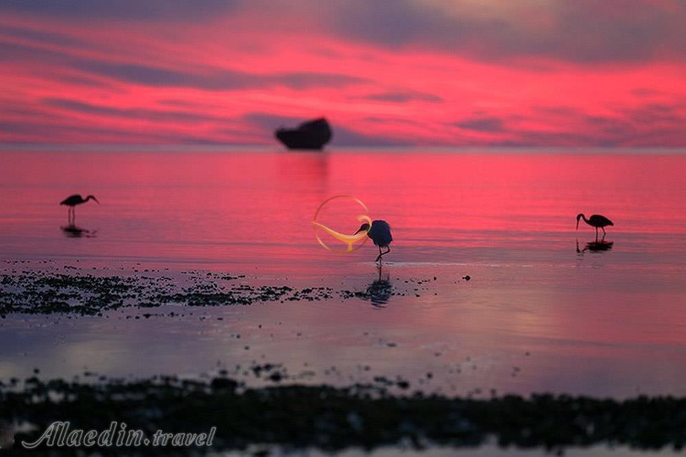 کلبه هور کیش | علاءالدین تراول