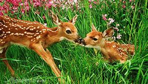 بوستان آهوان کیش | علاءالدین تراول