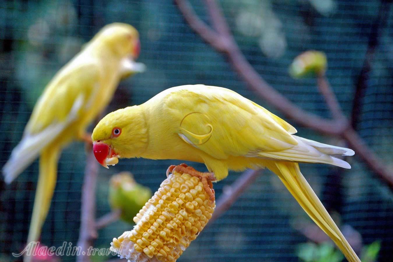 باغ پرندگان کوالالامپور در مالزی | علاءالدین تراول
