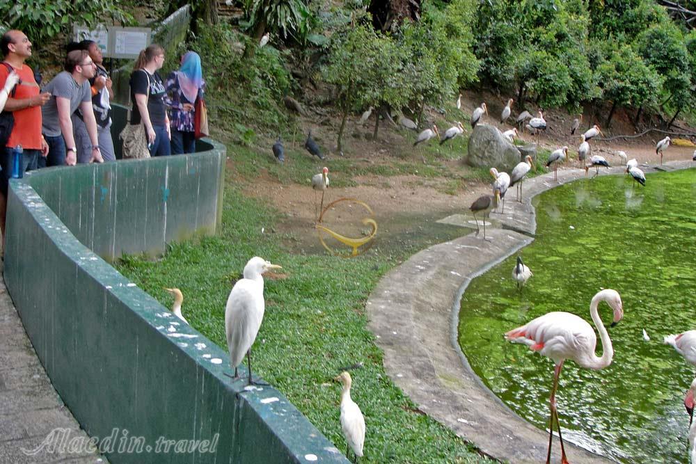 باغ پرندگان کوالالامپور در مالزی | علاءالدین تراول