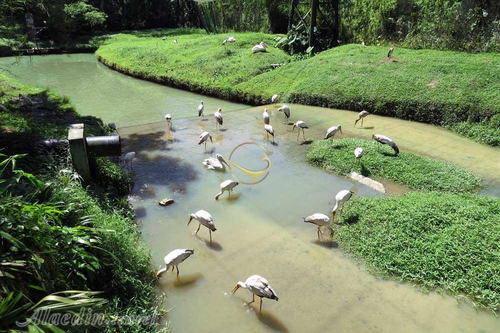 باغ پرندگان کوالالامپور در مالزی | علاءالدین تراول