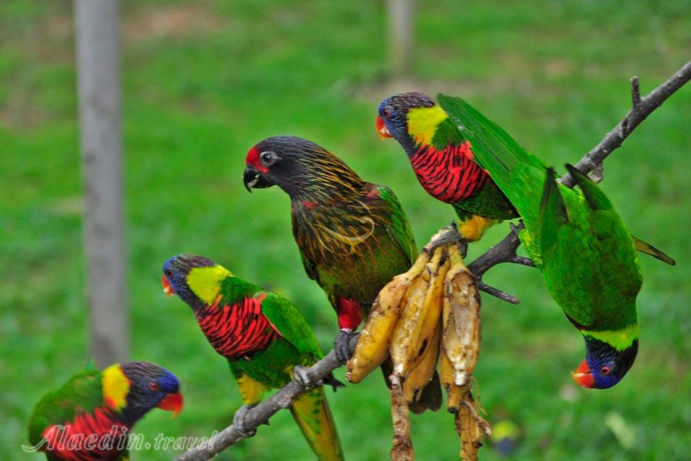 باغ پرندگان کوالالامپور در مالزی | علاءالدین تراول