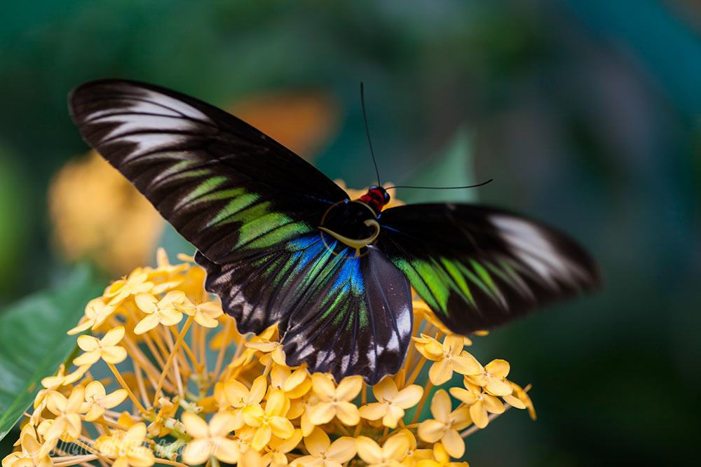 پارک پروانه کوالالامپور در مالزی | علاءالدین تراول