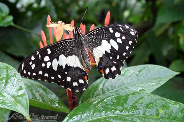 پارک پروانه کوالالامپور در مالزی