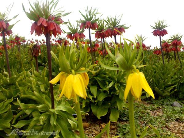 دشت لاله های واژگون کوهرنگ / علاءالدین تراول