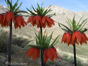 دشت لاله های واژگون کوهرنگ