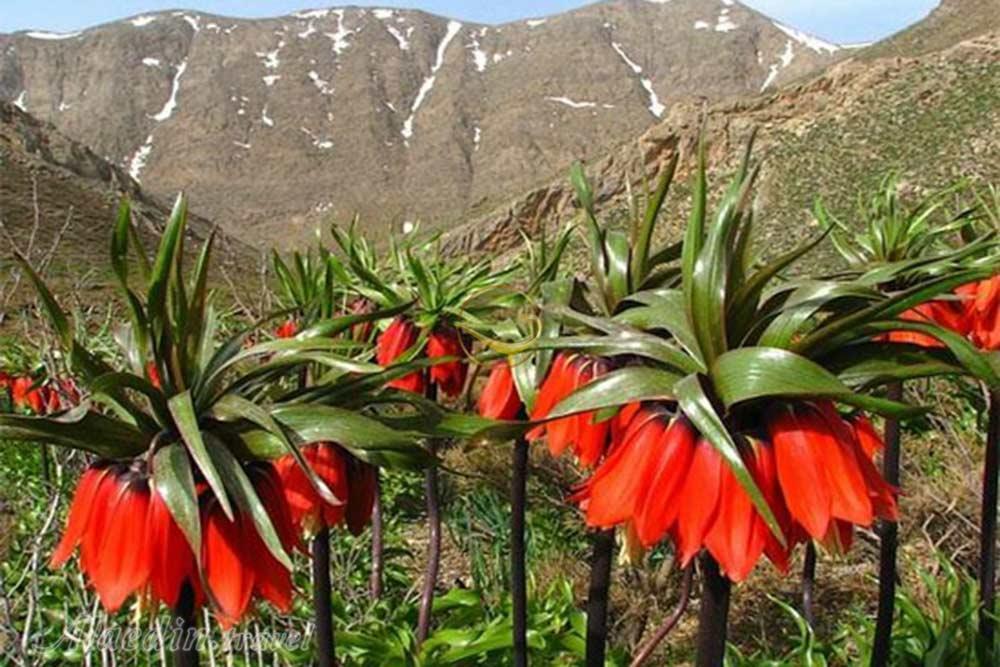 دامنه های زردکوه کوهرنگ | علاءالدین تراول