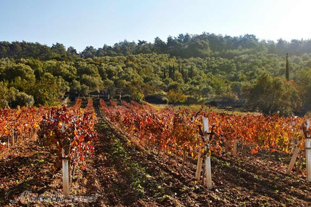 روستای کیرازلی در کوش آداسی - ترکیه | علاءالدین تراول