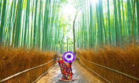 جنگل بامبو ژاپن در آراشیاما کیوتو