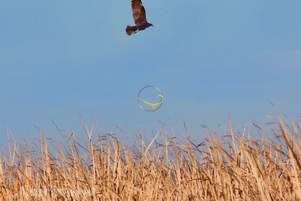 تالاب امیرکلایه لاهیجان | علاءالدین تراول