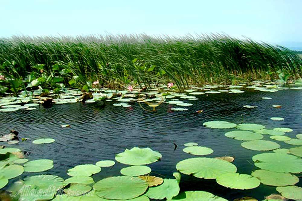 تالاب امیرکلایه لاهیجان | علاءالدین تراول