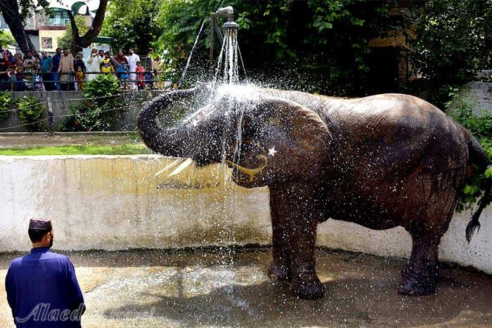 باغ وحش لاهور - پاکستان | علاءالدین تراول