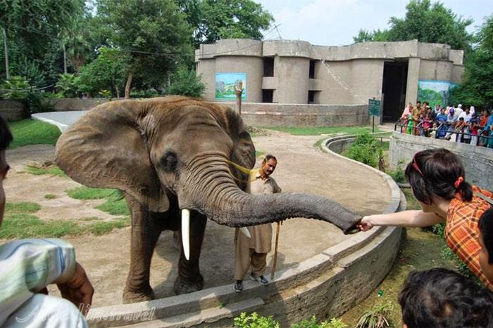 باغ وحش لاهور - پاکستان | علاءالدین تراول