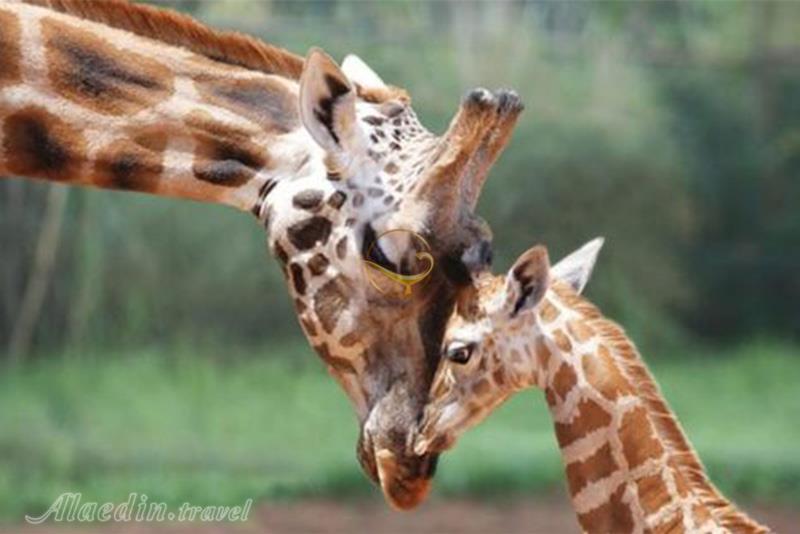 باغ وحش لاهور - پاکستان | علاءالدین تراول