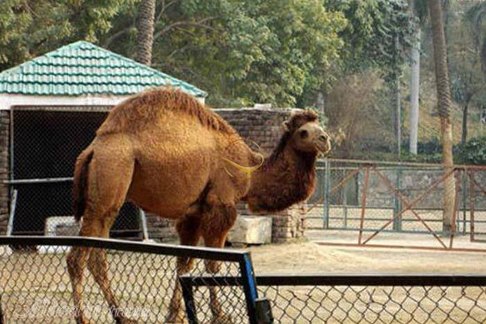 باغ وحش لاهور - پاکستان | علاءالدین تراول