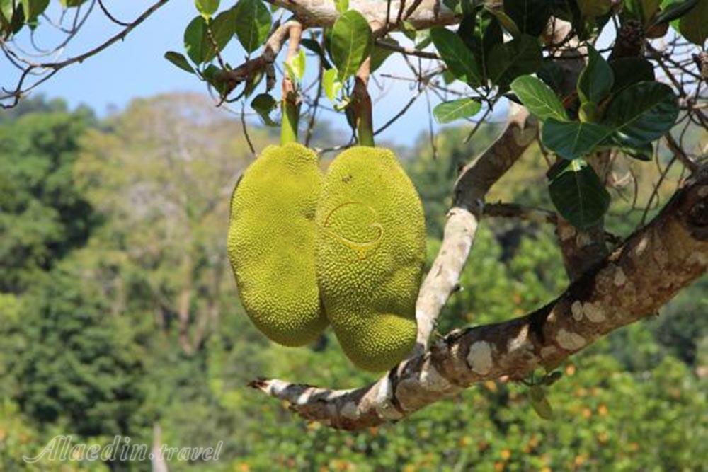 پارک تکنولوژی ماردی آرگو لنکاوی | علاءالدین تراول