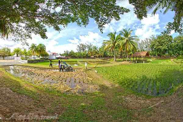 موزه برنج لامان پادی لنکاوی - مالزی
