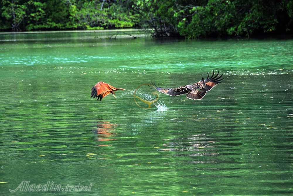 جزیره پولائو سینگا بسار لنکاوی | علاءالدین تراول