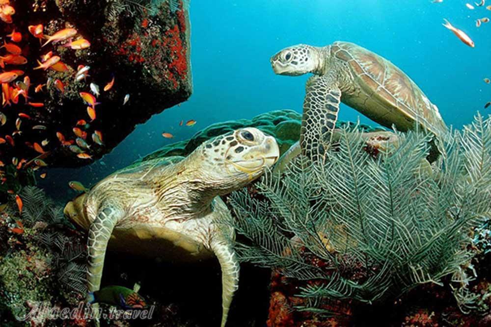 دنیای زیر آب لنکاوی - مالزی | علاءالدین تراول