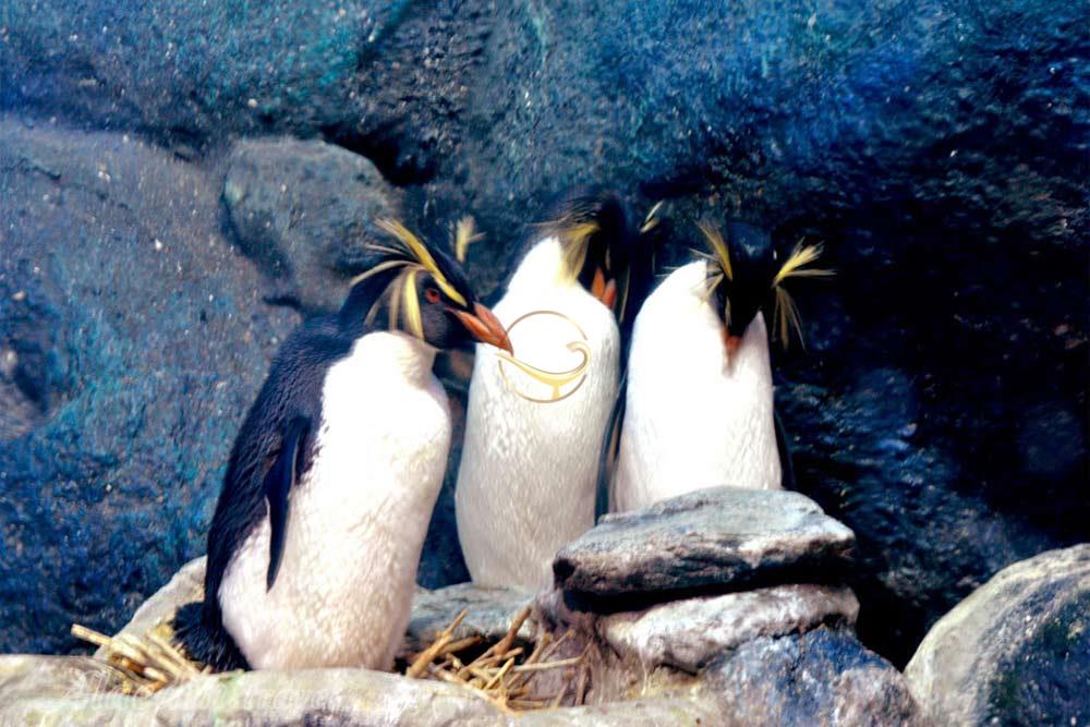 دنیای زیر آب لنکاوی - مالزی | علاءالدین تراول