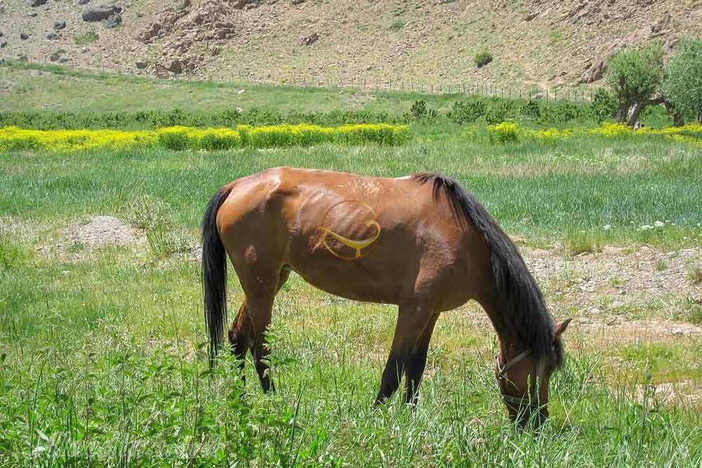 دشت هویج لواسان | علاءالدین تراول