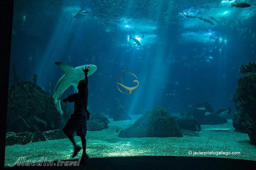 آکواریوم بزرگ لیسبون - پرتغال | علاءالدین تراول