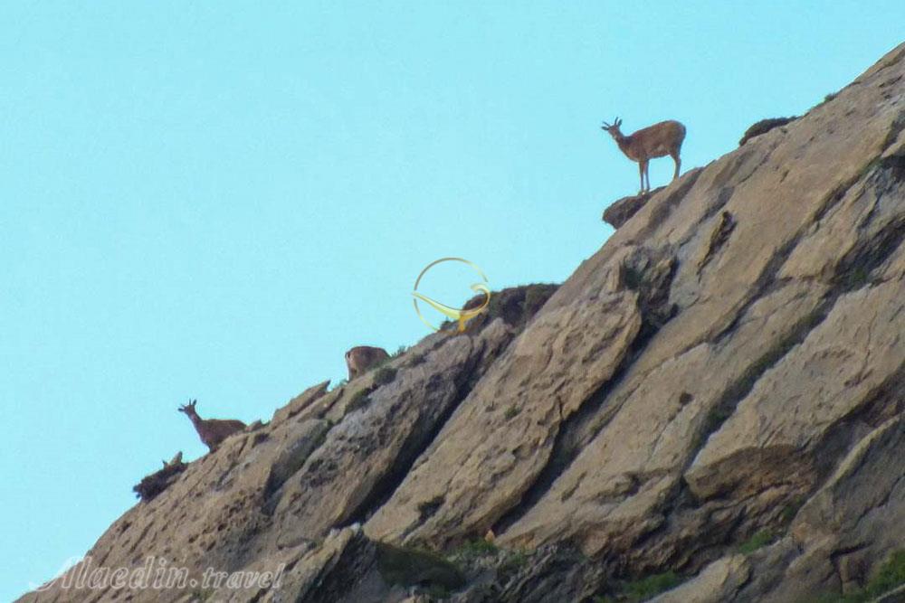 منطقه حفاظت شده لشگر (لشگردر) در ملایر | علاءالدین تراول