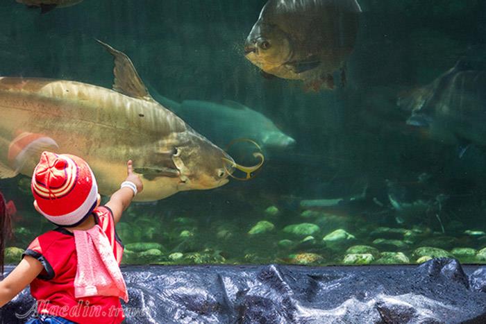 پارک اقیانوس مانیل - فیلیپین