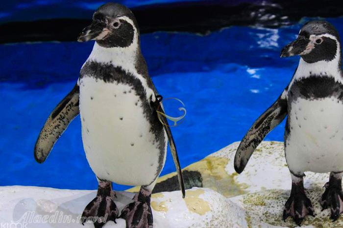 پارک اقیانوس مانیل - فیلیپین