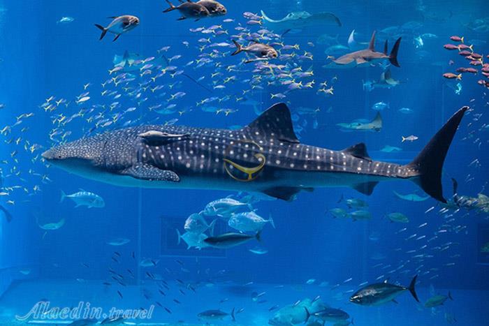 پارک اقیانوس مانیل - فیلیپین