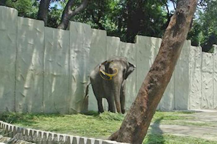 باغ وحش مانیل - فیلیپین