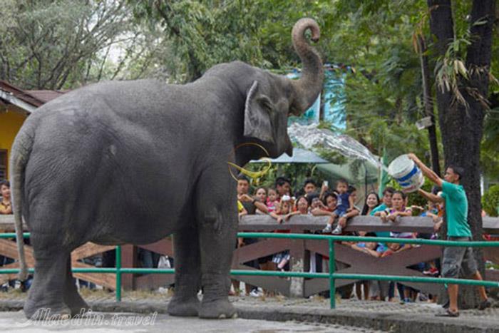 باغ وحش مانیل - فیلیپین