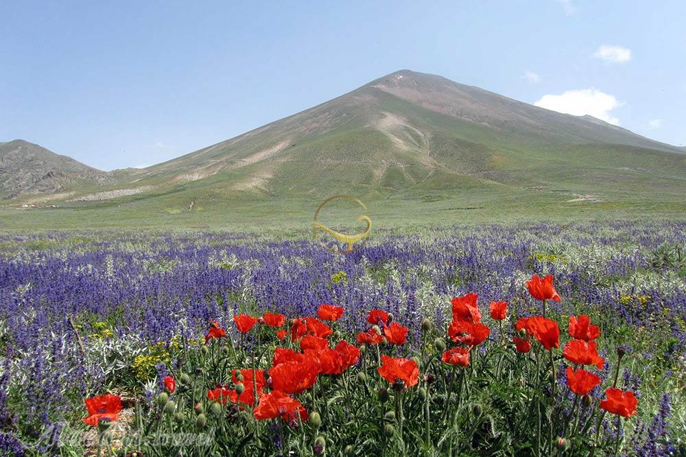 کوه سهند در مراغه | علاءالدین تراول