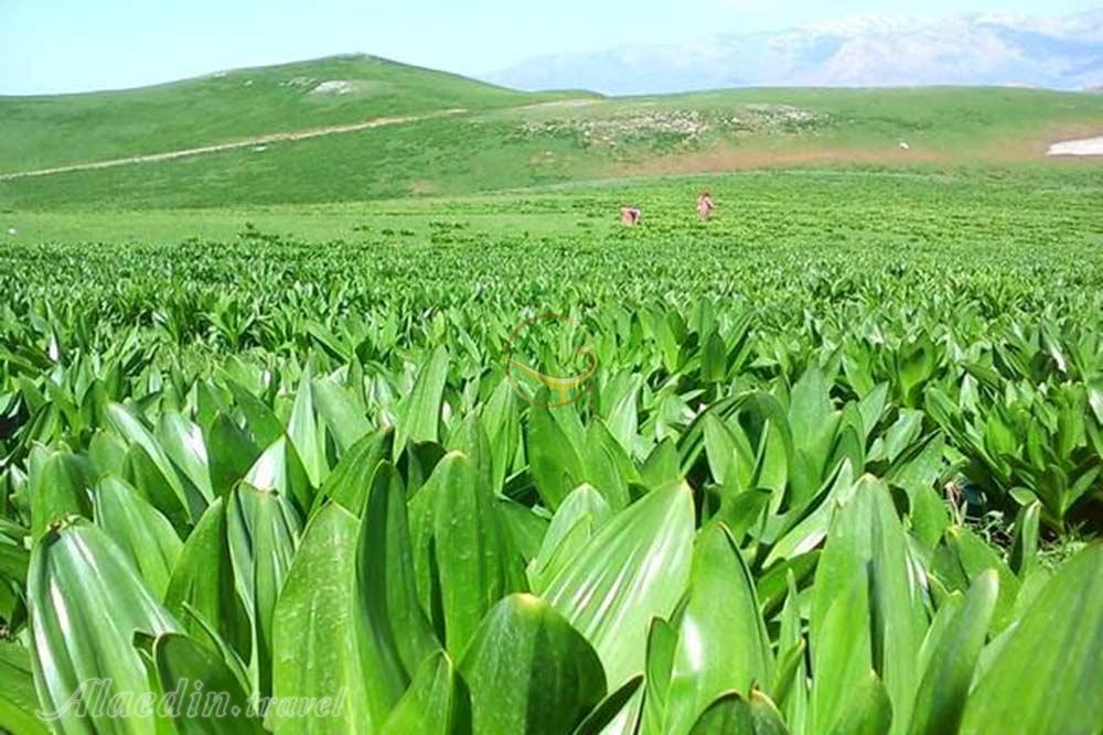 ییلاق خشکه دریا ماسال | علاءالدین تراول