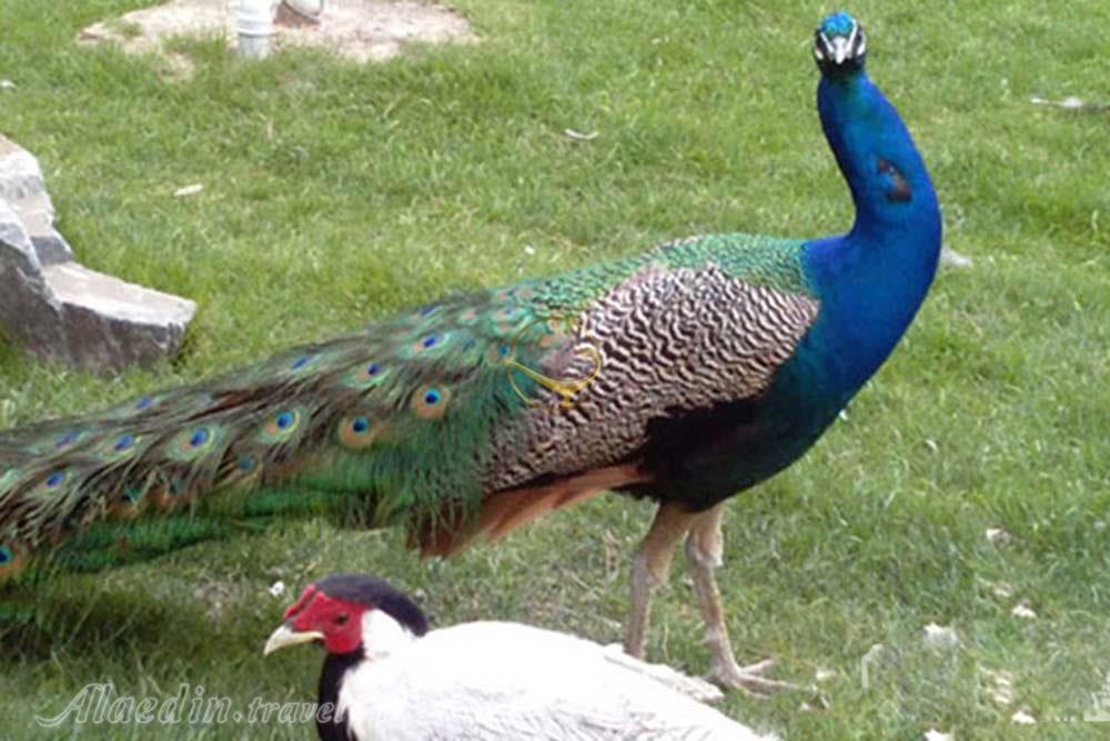 باغ پرندگان مشهد | علاءالدین تراول