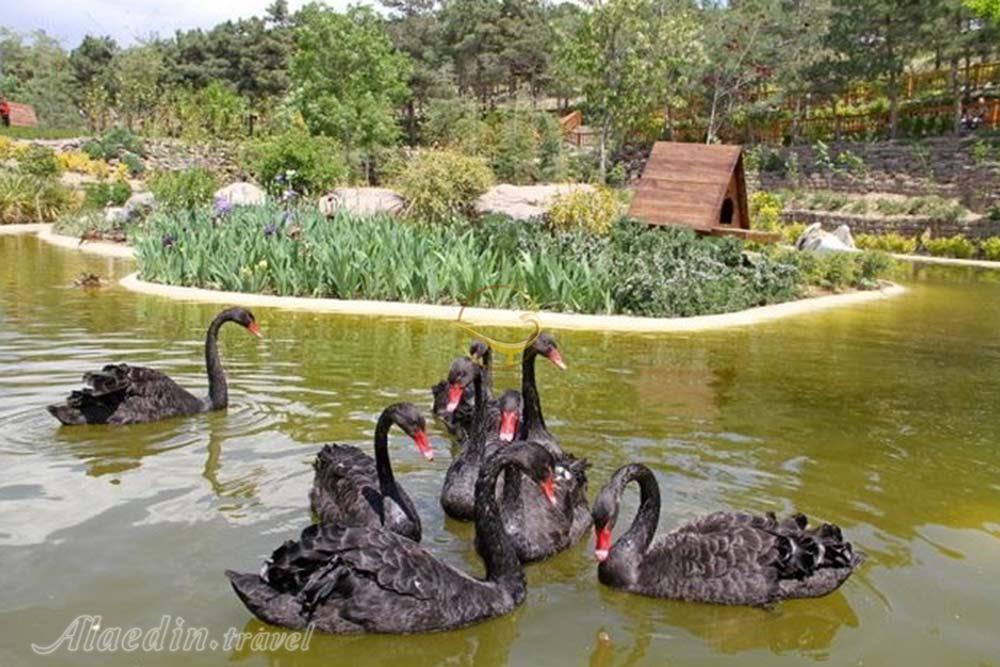 باغ پرندگان مشهد | علاءالدین تراول