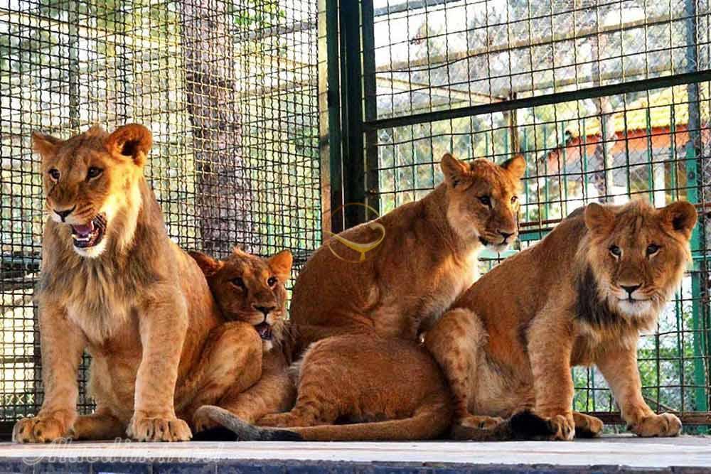 باغ وحش وکیل آباد مشهد | علاءالدین تراول