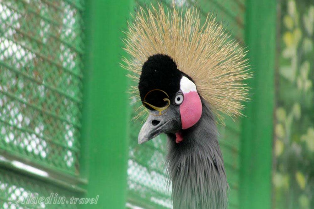 باغ وحش وکیل آباد مشهد | علاءالدین تراول