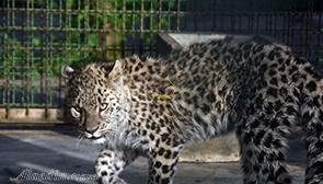 باغ وحش وکیل آباد مشهد | علاءالدین تراول