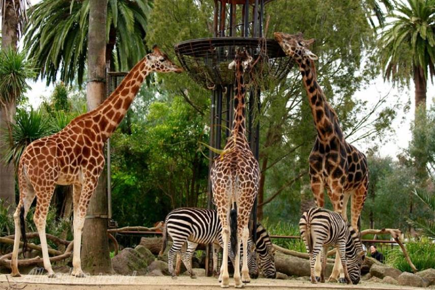 باغ وحش ملبورن | علاالدین تراول