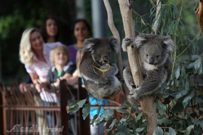 باغ وحش ملبورن | علاالدین تراول