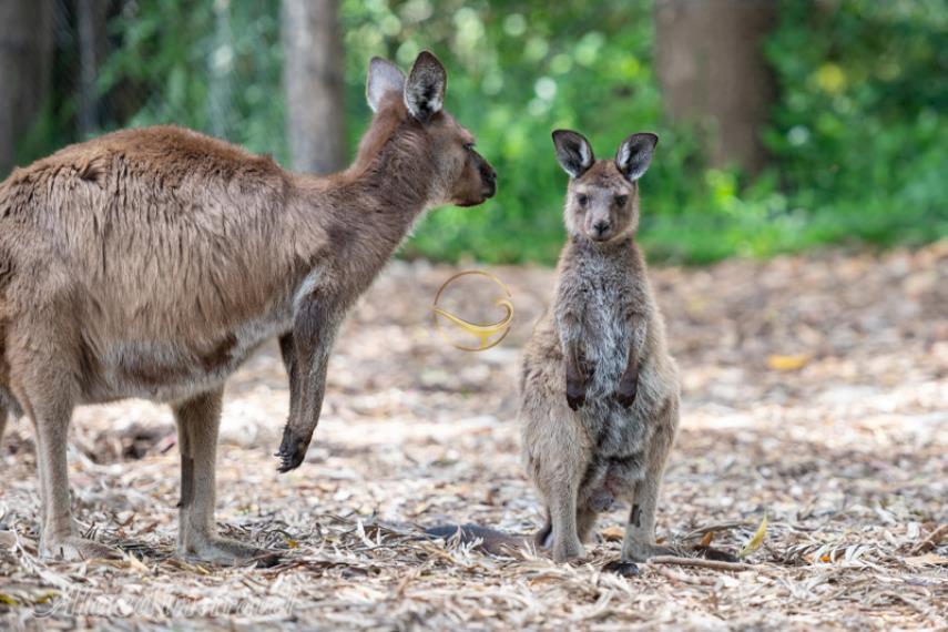 باغ وحش ملبورن | علاالدین تراول