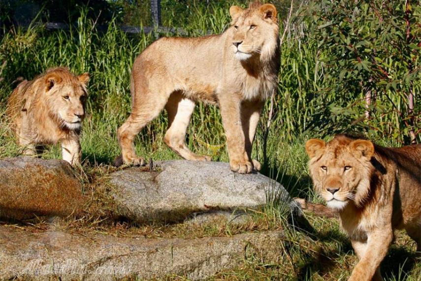 باغ وحش ملبورن | علاالدین تراول