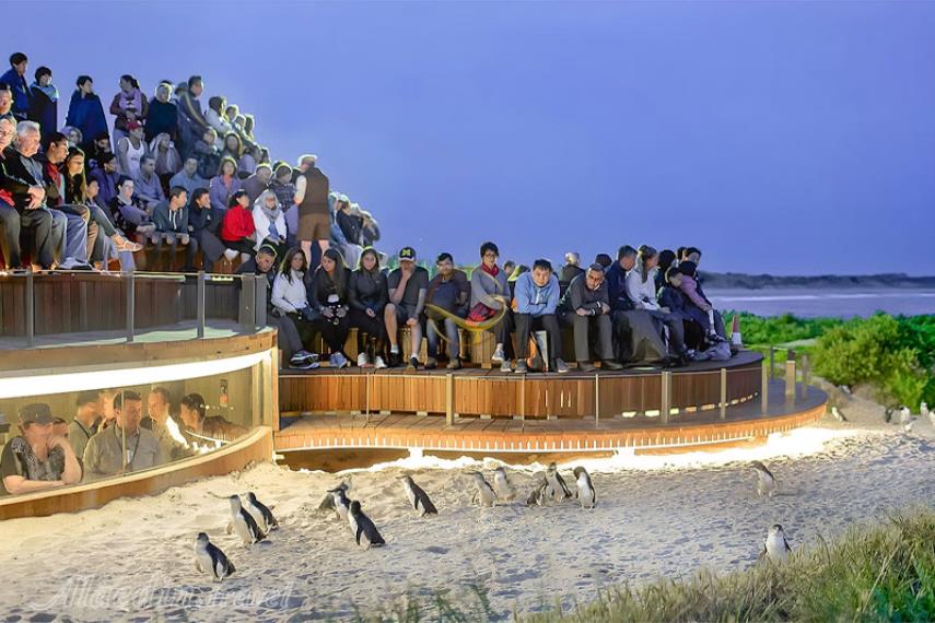 جزیره فیلیپ در ملبورن | علاالدین تراول