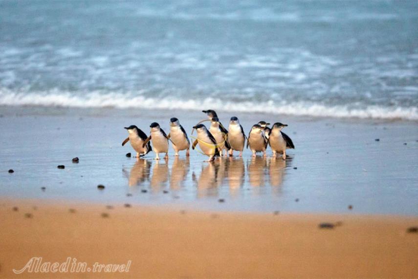 جزیره فیلیپ در ملبورن | علاالدین تراول