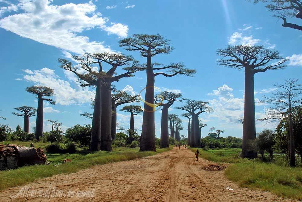 راه درختان بائوباب در منابه در ماداگاسکار | علاءالدین تراول